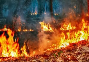 Read more about the article Instituto Brasília Ambiental iniciou o planejamento para combate a incêndios florestais em 2021